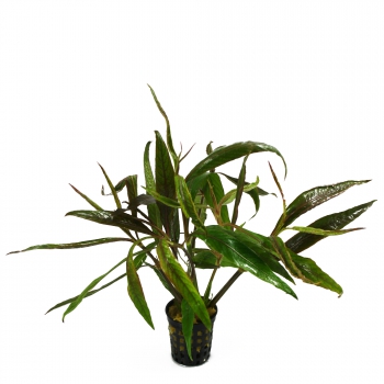 Hygrophila corymbosa salicifolia rot (Rotes Kirschblatt) - im Topf