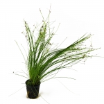 Eleocharis vivipare (Regenschirmpflanze) - im Topf